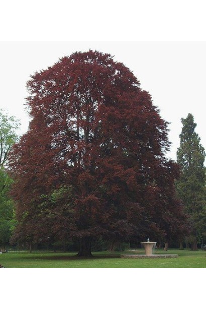 Бук європейський Atropunicea Purpurea 